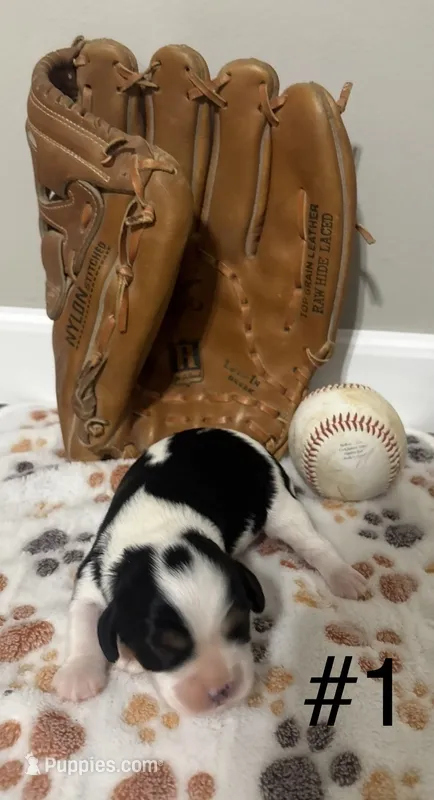 Queens Kiss – Cavalier King Charles Spaniel puppy for sale in Florence, MS
