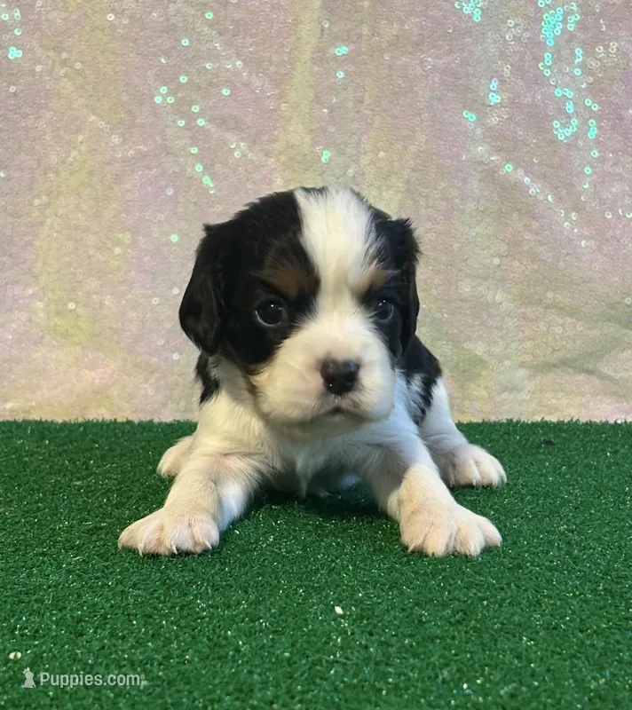 Chocolate Carrier Queens Kiss – Cavalier King Charles Spaniel puppy on hold in Florence, MS