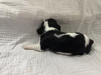 Chocolate Carrier Queens Kiss, a male Cavalier King Charles Spaniel for sale in Florence, MS – Photo 3 of 6