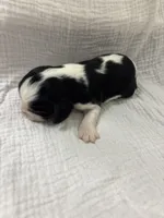 Chocolate Carrier Queens Kiss, a male Cavalier King Charles Spaniel for sale in Florence, MS – Photo 4 of 6