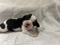 Chocolate Carrier Queens Kiss, a male Cavalier King Charles Spaniel for sale in Florence, MS – Photo 1 of 6