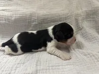 Chocolate Carrier Queens Kiss, a male Cavalier King Charles Spaniel for sale in Florence, MS – Photo 2 of 6