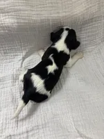 Chocolate Carrier Queens Kiss, a male Cavalier King Charles Spaniel for sale in Florence, MS – Photo 6 of 6