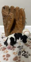  Tri Male, a male Cavalier King Charles Spaniel for sale in Florence, MS – 1 of 4