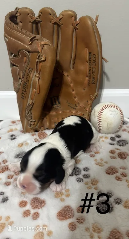 Tri Male #3 – Cavalier King Charles Spaniel puppy for sale in Florence, MS