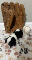 Tri Male #3, a male Cavalier King Charles Spaniel for sale in Florence, MS – 1 of 4