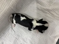 Chocolate Carrier , a male Cavalier King Charles Spaniel for sale in Florence, MS – Photo 6 of 6