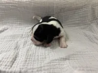 Chocolate Carrier , a male Cavalier King Charles Spaniel for sale in Florence, MS – Photo 4 of 6