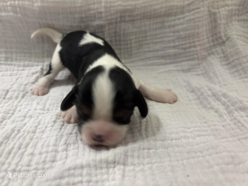 Chocolate Carrier , a male Cavalier King Charles Spaniel for sale in Florence, MS – Photo 1 of 6