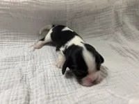 Chocolate Carrier , a male Cavalier King Charles Spaniel for sale in Florence, MS – Photo 3 of 6