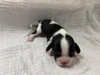 Chocolate Carrier , a male Cavalier King Charles Spaniel for sale in Florence, MS – Photo 2 of 6