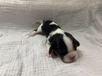 Chocolate Carrier , a male Cavalier King Charles Spaniel for sale in Florence, MS – Photo 5 of 6