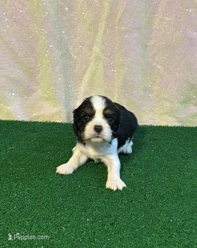 Chocolate Carrier  – Cavalier King Charles Spaniel puppy on hold in Florence, MS