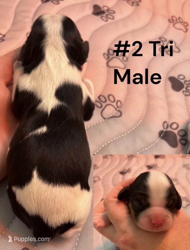  Tri Male – Cavalier King Charles Spaniel puppy for sale in Florence, MS