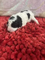 processed/4371235e-6400-4afb-841f-654a88f0ca2c/listing/f031fd05-9330-43ab-890a-00945e195a5d/7b6230b8-77b0-4a1a-84c1-811bdf93d49d