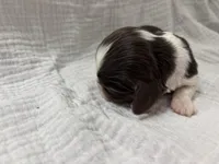 Chocolate RARE, a male Cavalier King Charles Spaniel for sale in Florence, MS – Photo 6 of 8