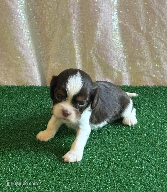 Chocolate RARE – Cavalier King Charles Spaniel puppy on hold in Florence, MS