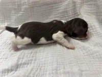 Chocolate RARE, a male Cavalier King Charles Spaniel for sale in Florence, MS – Photo 7 of 8