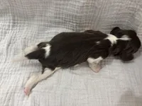 Chocolate RARE, a male Cavalier King Charles Spaniel for sale in Florence, MS – Photo 8 of 8