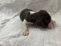 Chocolate RARE, a male Cavalier King Charles Spaniel for sale in Florence, MS – Photo 4 of 8