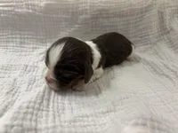 Chocolate RARE, a male Cavalier King Charles Spaniel for sale in Florence, MS – Photo 3 of 8