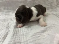 Chocolate RARE, a male Cavalier King Charles Spaniel for sale in Florence, MS – Photo 2 of 8