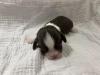 Chocolate RARE, a male Cavalier King Charles Spaniel for sale in Florence, MS – Photo 1 of 8