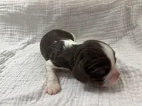 Chocolate RARE, a male Cavalier King Charles Spaniel for sale in Florence, MS – Photo 5 of 8