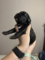 Female , a female Cavapoo for sale in Florence, MS – 7 of 7