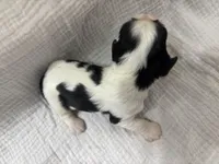 Chocolate carrier white, a male Cavalier King Charles Spaniel for sale in Florence, MS – Photo 4 of 5