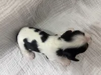 Chocolate carrier white, a male Cavalier King Charles Spaniel for sale in Florence, MS – Photo 5 of 5