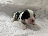 Chocolate carrier white, a male Cavalier King Charles Spaniel for sale in Florence, MS – Photo 3 of 5