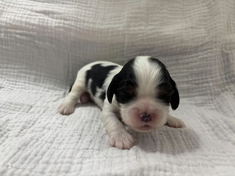 Chocolate carrier white – Cavalier King Charles Spaniel puppy for sale in Florence, MS