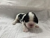 Chocolate carrier white, a male Cavalier King Charles Spaniel for sale in Florence, MS – Photo 1 of 5