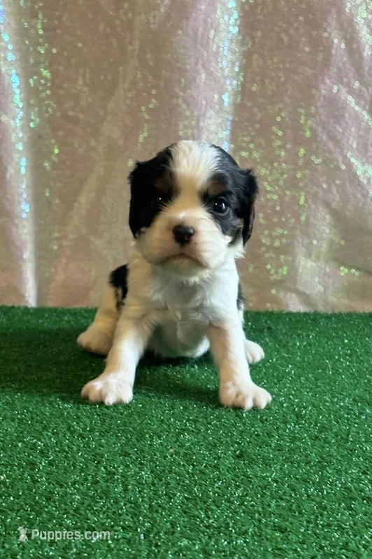 Chocolate carrier white – Cavalier King Charles Spaniel puppy for sale in Florence, MS