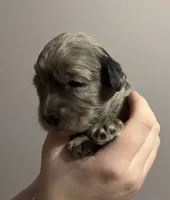 Merle Male, a male Cavapoo for sale in Florence, MS – 2 of 9