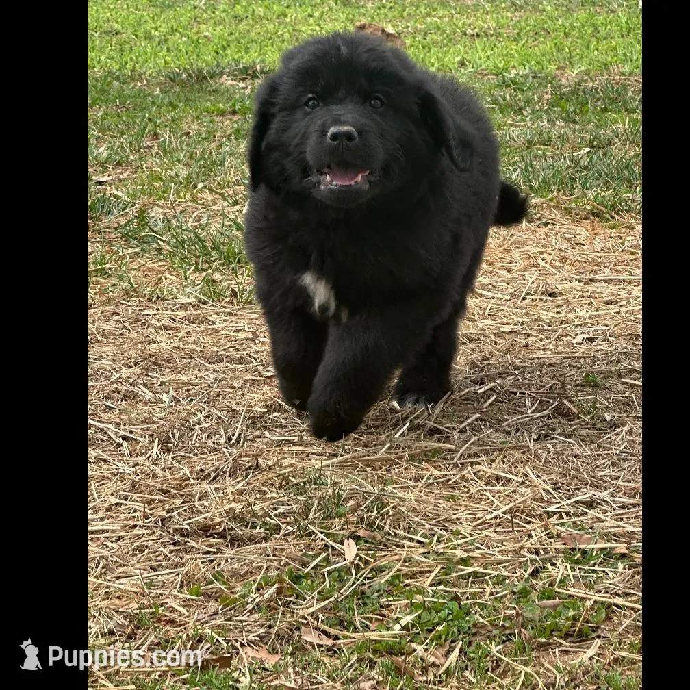 Black male  – Newfoundland puppy for sale in Lenoir, NC