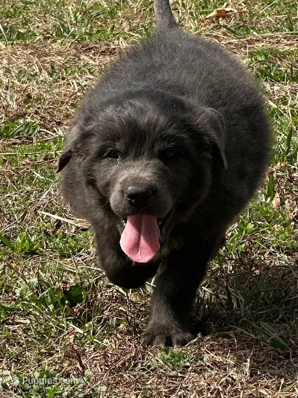 Gray Male – Newfoundland puppy for sale in Lenoir, NC