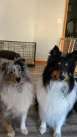 Cooper, a male Shetland Sheepdog for sale in Saylorsburg, PA – 5 of 5
