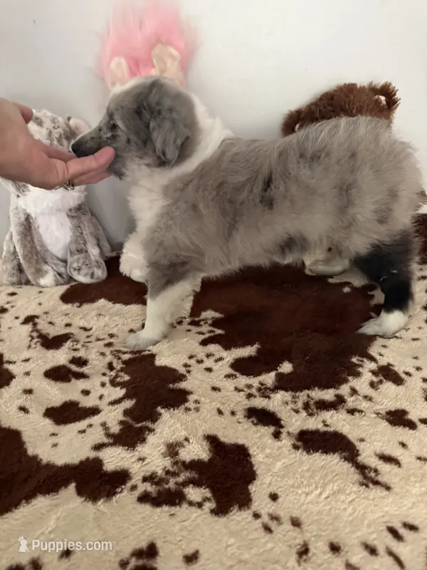Cooper – Shetland Sheepdog puppy for sale in Saylorsburg, PA