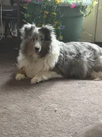 Cooper, a male Shetland Sheepdog for sale in Saylorsburg, PA – 4 of 5