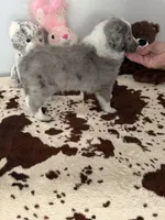 Cooper, a male Shetland Sheepdog for sale in Saylorsburg, PA – 3 of 5