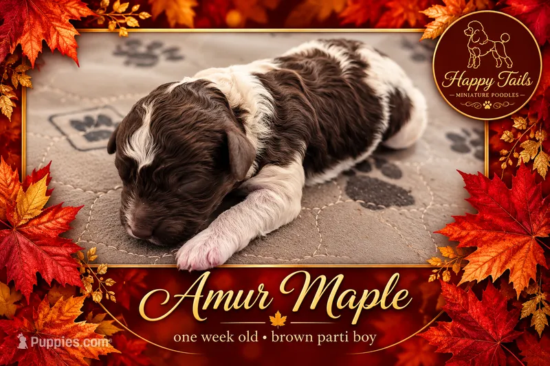 Amur AKC – Poodle - Miniature  puppy for sale in Sterling, NE