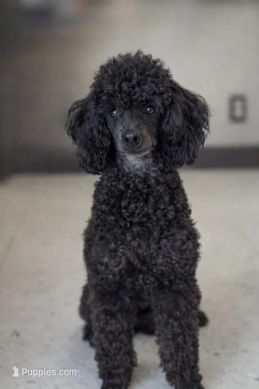 Thor AKC, a male Poodle - Miniature  for sale in Sterling, NE – 1 of 4