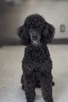 Thor AKC, a male Poodle - Miniature  for sale in Sterling, NE – 1 of 4