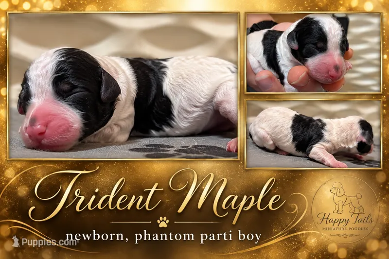 Trident AKC – Poodle - Miniature  puppy for sale in Sterling, NE