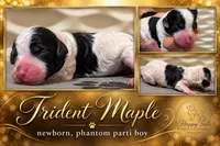 Trident AKC, a male Poodle - Miniature  for sale in Sterling, NE – 1 of 1