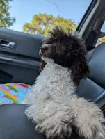 Larry AKC, a male Poodle - Miniature  for sale in Sterling, NE – 1 of 4