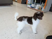 Larry AKC, a male Poodle - Miniature  for sale in Sterling, NE – 2 of 4