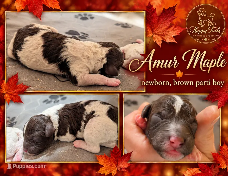 Amur AKC – Poodle - Miniature  puppy for sale in Sterling, NE